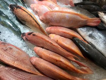 High angle view of fish for sale at market