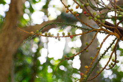 Low angle view of plant