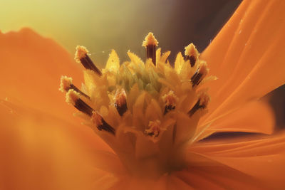 Close-up of flowering plant