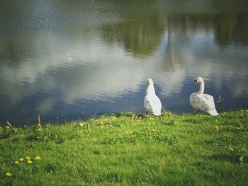 Birds in calm lake