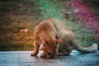 Close-up of cat sitting on retaining wall