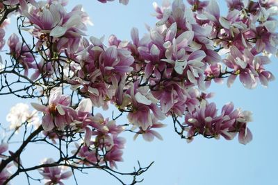 Low angle view of cherry blossoms against sky