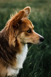 Close-up of dog looking away