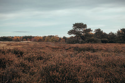 Trees on field against sky