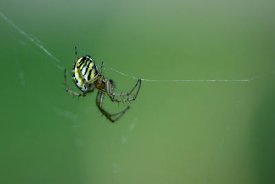 Close-up of spider on web