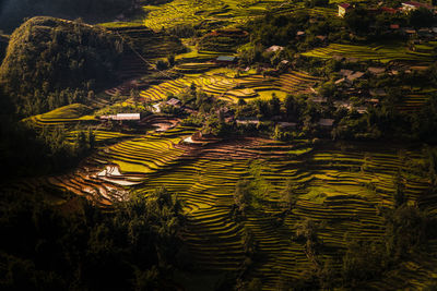 High angle view of rice field