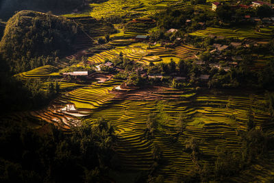 High angle view of agricultural field