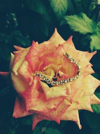 Close-up of orange flower