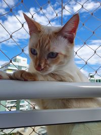 Portrait of ginger cat on railing