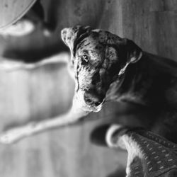 Close-up portrait of a dog