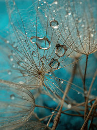 Abstract dandelion flower background. seed macro closeup. soft focus . spring nature