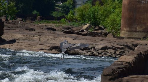 View of bird on rock by sea