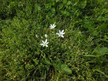 High angle view of white flowers blooming outdoors