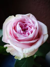 Close-up of pink rose