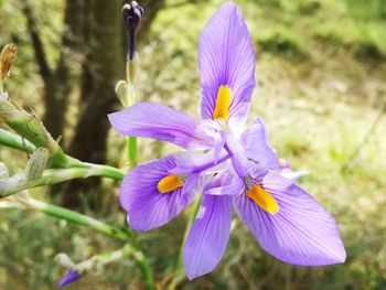 Close-up of purple crocus blooming outdoors