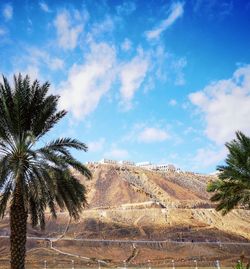 Palm trees against sky