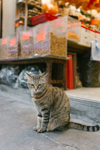 Portrait of cat sitting outdoors