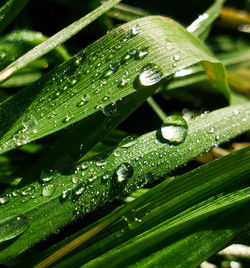 Close-up of wet plant leaves during rainy season