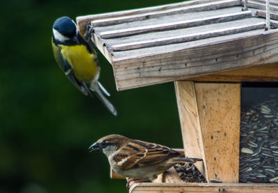 Close-up of bird perching on feeder