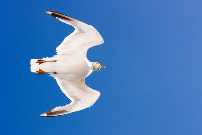 White swan against blue sky