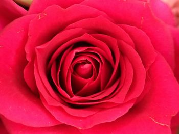 Full frame shot of red rose