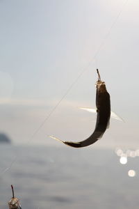 Close-up of fish on fishing rod against sky