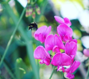 Close-up of bee pollinating on pink flower