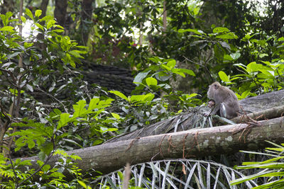 Bird perching on tree