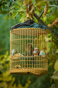 Close-up of birds in cage