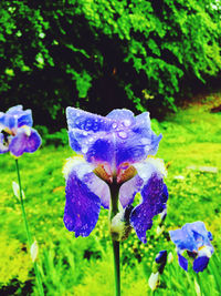 Close-up of purple iris flower