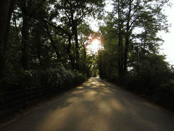 Road amidst trees in forest