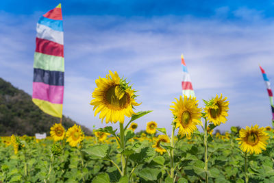 Close-up of yellow flowers growing on field against sky