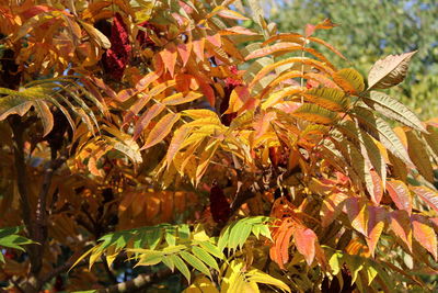 Close-up of leaves in sea