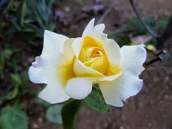 Close-up of yellow flower blooming outdoors