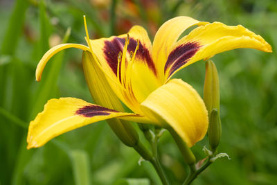 flowering plant