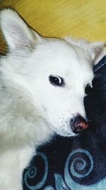 Close-up portrait of dog