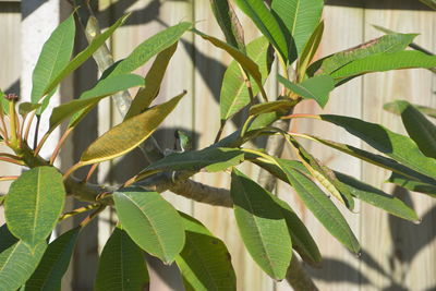 Close-up of fresh green leaves