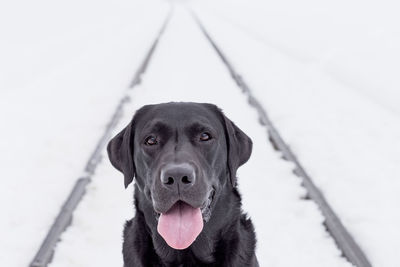 Close-up portrait of a dog