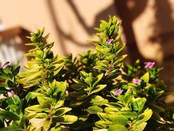 Close-up of plant