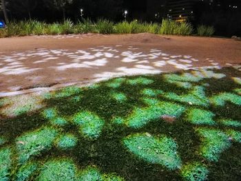 High angle view of grass growing in park