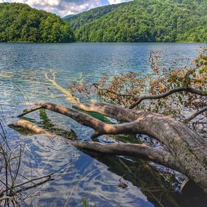 Scenic view of lake in forest