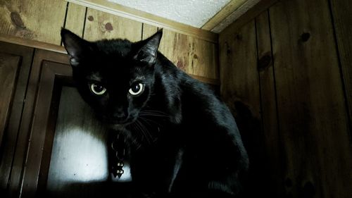 Portrait of black cat sitting on wood at home