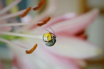 Close-up of insect on flower