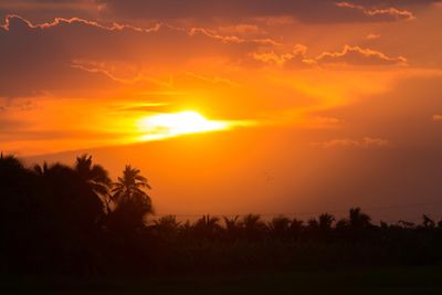 Silhouette trees against sky during sunset