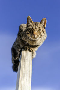 Low angle view of cat against clear blue sky