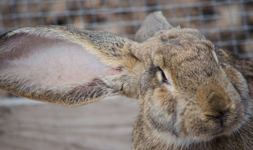 Close-up of rabbit