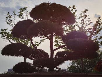 tree