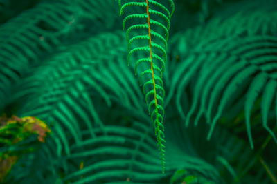 Close-up of palm tree