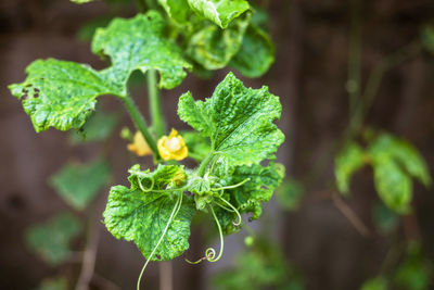 Close-up of green plant on leaf