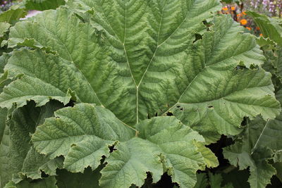 Full frame shot of leaves